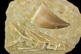 Mosasaur (Prognathodon) Tooth In Rock - Morocco #127668-2